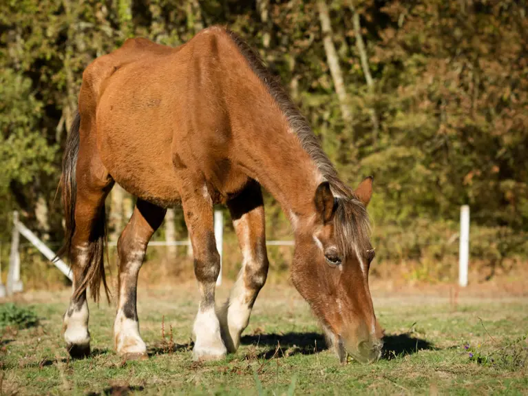 Oud Paard In De Wei