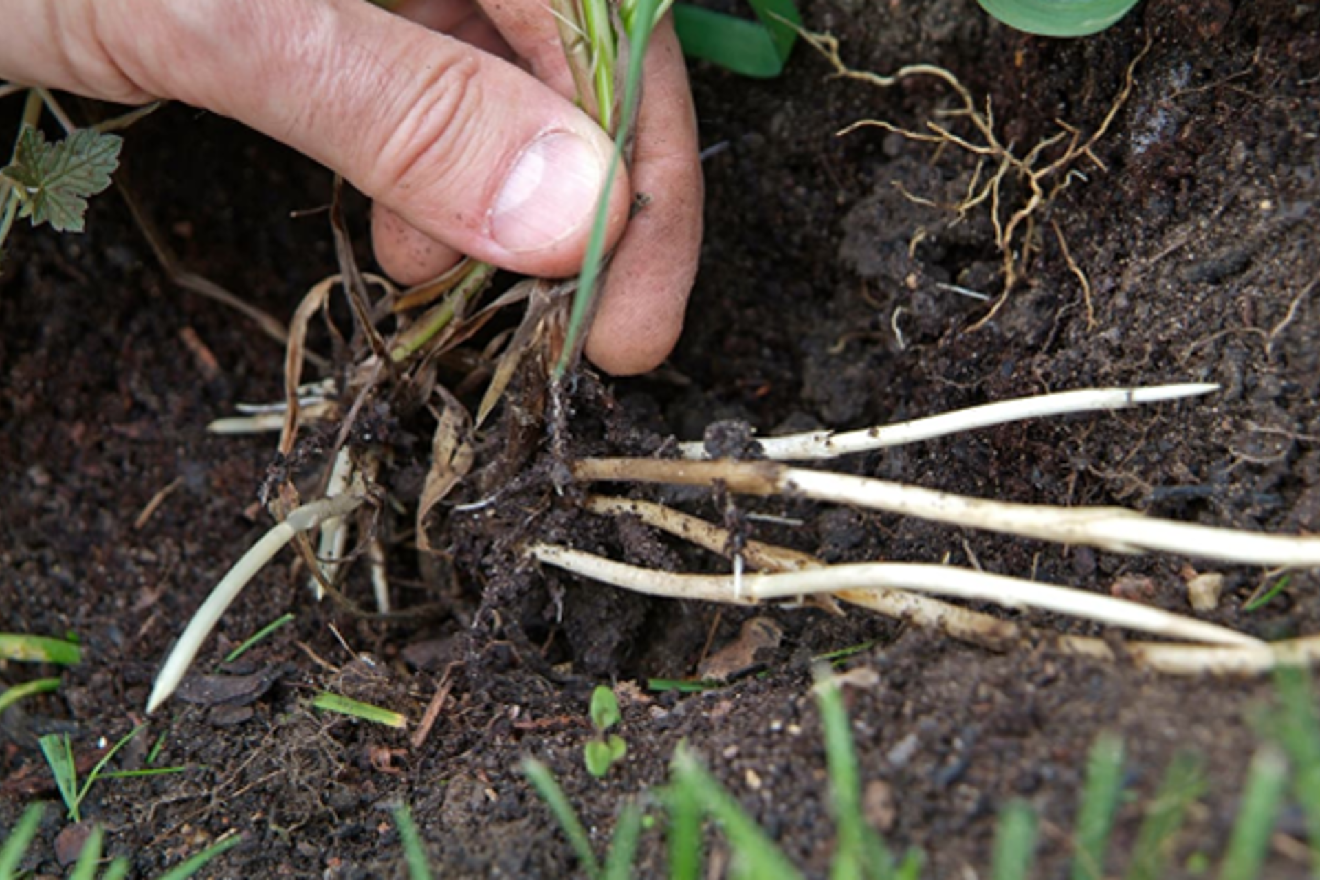 Kweek in paardenweide