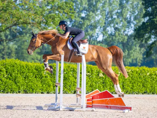 Springamazone Sanne Thijssen In Actie Met Springpaard