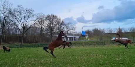 Paarden Hanneke In Wei Voorjaar