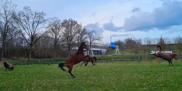 Paarden Hanneke In Wei Voorjaar