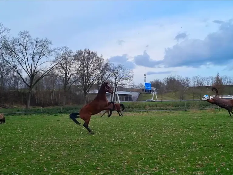 Paarden Hanneke In Wei Voorjaar