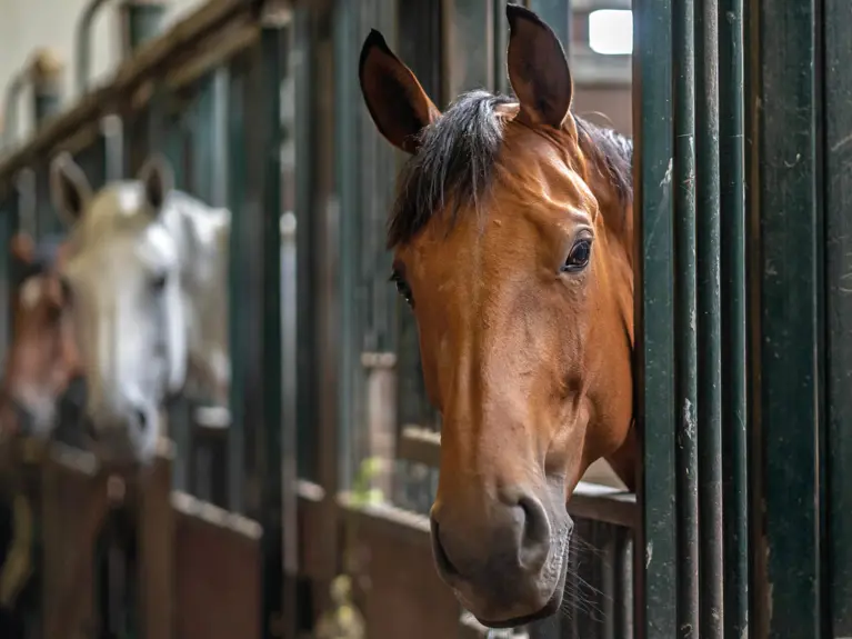 Paard bij Stal van der Schans
