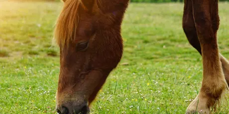 Paard Grazend In Weide Zonnige Gloed