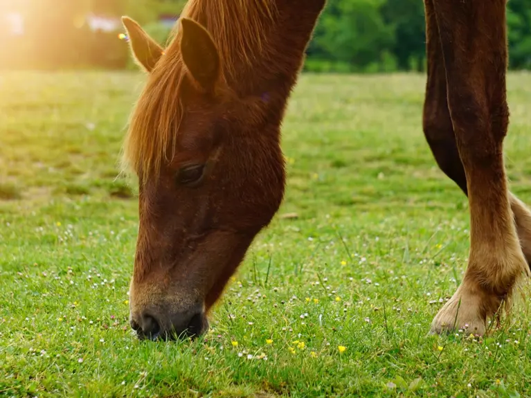 Paard Grazend In Weide Zonnige Gloed