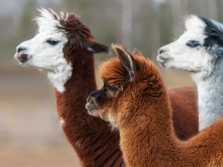 Alpaca's