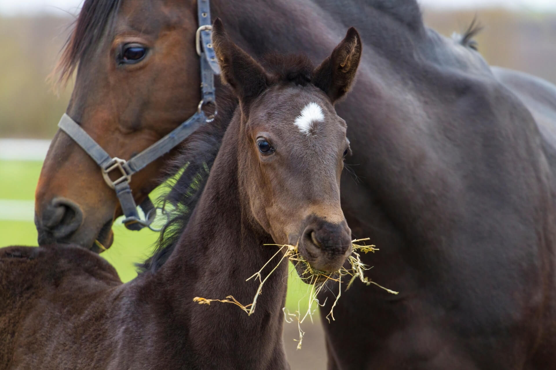 Veulen Met Merrie Op Achtergrond