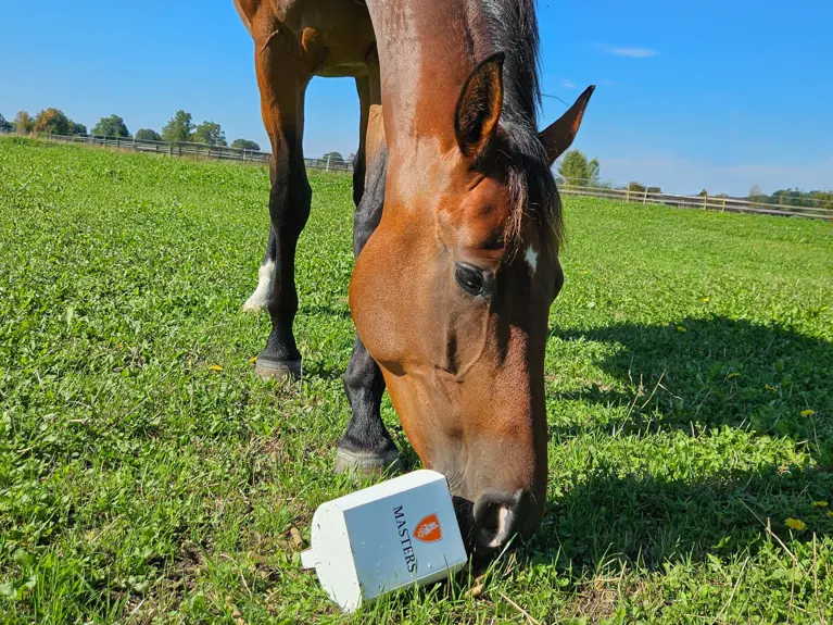 Paard In Weide Met Voerschep Masters