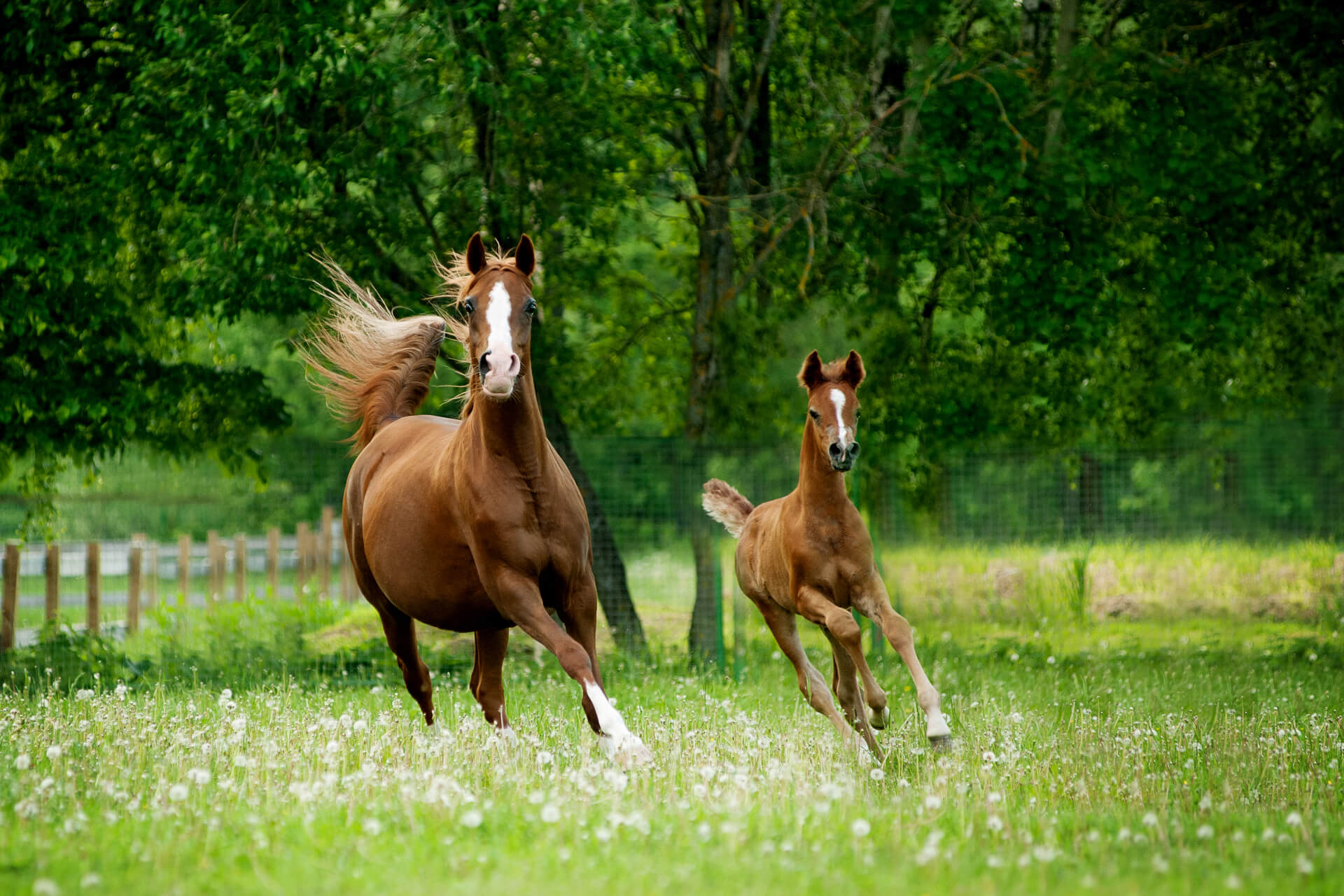De Perfecte Paardenweide Inzaaien Bemesten En Beweiden Masters de-perfecte-paardenweide-inzaaien-bemesten-en-beweiden-masters